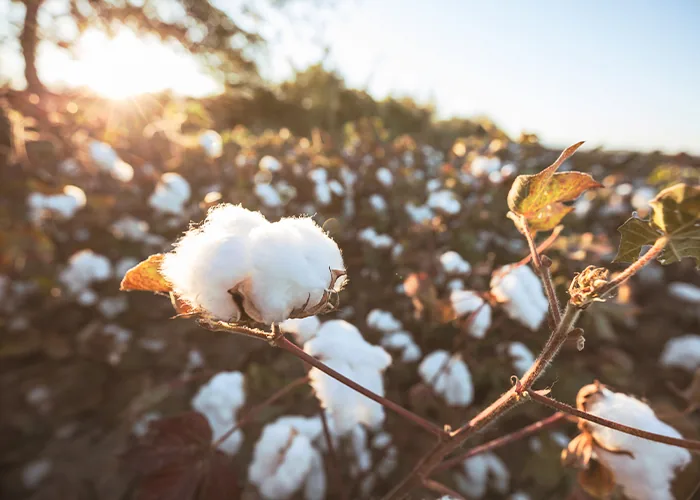 Tipos, colores y precio de cinta al bies de algodón que Byetsa puede ofrecerle