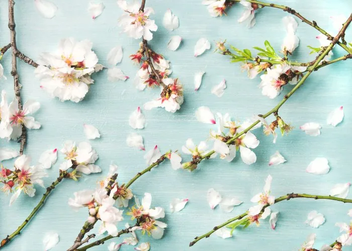 Nuestras propuestas de bieses florales para esta primavera: ¿Qué podemos ofrecerle?